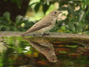 Grey-streaked Flycatcher 権現山(弘法山公園) Sun, 10/1/2023