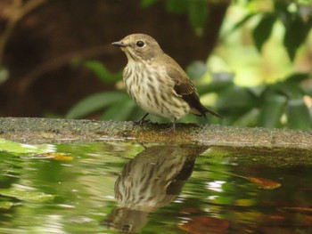 Grey-streaked Flycatcher 権現山(弘法山公園) Sun, 10/1/2023