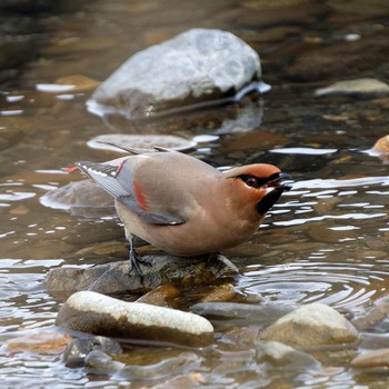 Japanese Waxwing 根尾川 Sat, 2/7/2015