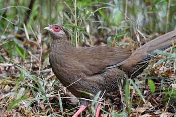 2023年11月12日(日) 石神井公園の野鳥観察記録