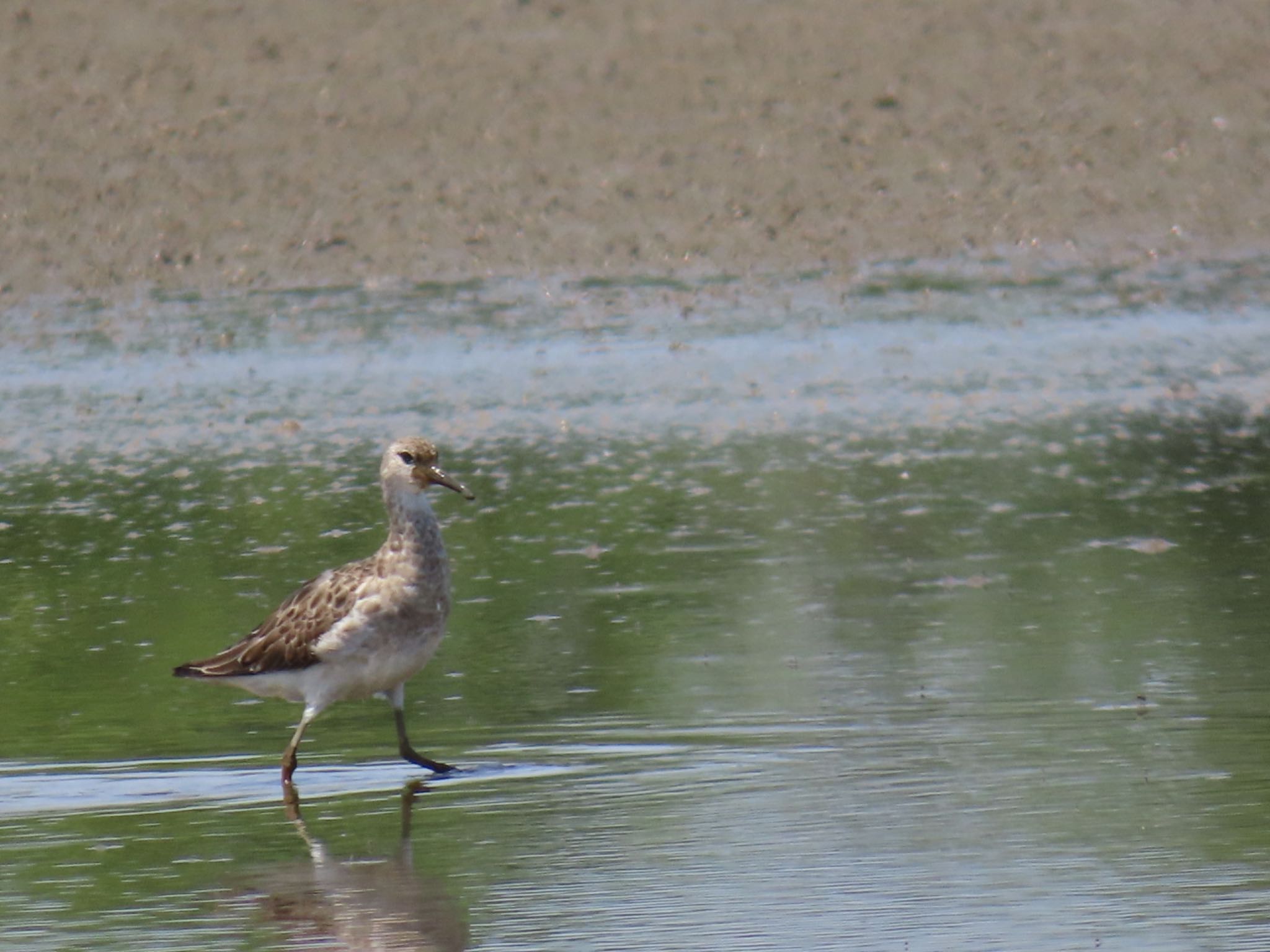 Photo of Ruff at Pitt Town Lagoon by Maki