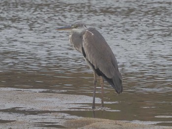 Grey Heron Gonushi Coast Sat, 11/11/2023