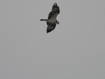 Osprey Gonushi Coast Sat, 11/11/2023