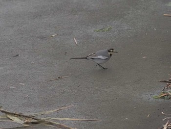 White Wagtail Gonushi Coast Sat, 11/11/2023