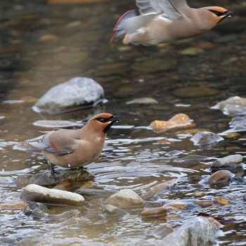 Japanese Waxwing 根尾川 Sat, 2/7/2015