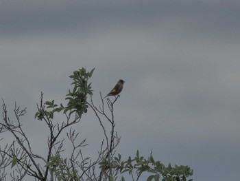 Grey-capped Greenfinch Gonushi Coast Sat, 11/11/2023