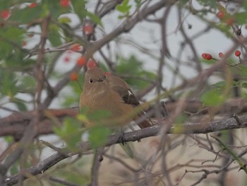 Daurian Redstart Gonushi Coast Sat, 11/11/2023