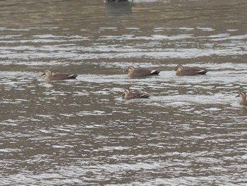 Eastern Spot-billed Duck Gonushi Coast Sat, 11/11/2023