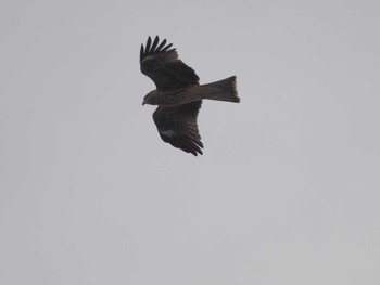 Black Kite Gonushi Coast Sat, 11/11/2023