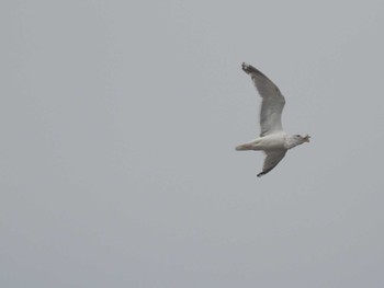 Vega Gull Gonushi Coast Sat, 11/11/2023