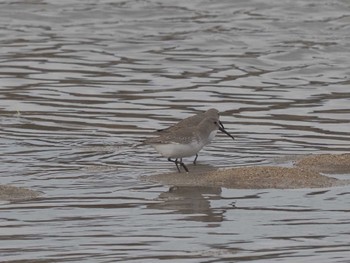 Dunlin Gonushi Coast Sat, 11/11/2023