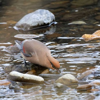 Japanese Waxwing 根尾川 Sat, 2/7/2015