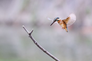 2023年11月12日(日) 大阪府の野鳥観察記録