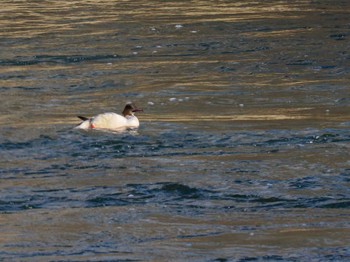 2023年11月12日(日) 真駒内公園の野鳥観察記録