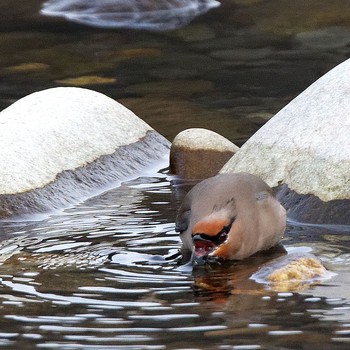 Japanese Waxwing 根尾川 Sat, 2/7/2015