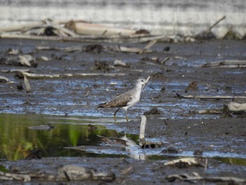 Marsh Sandpiper 愛知県愛西市立田町 Sun, 11/12/2023