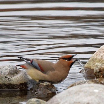 Japanese Waxwing 根尾川 Sat, 2/7/2015