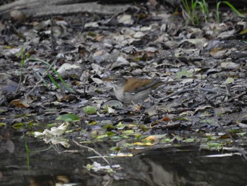 2023年11月12日(日) 祖父江ワイルドネイチャー緑地の野鳥観察記録