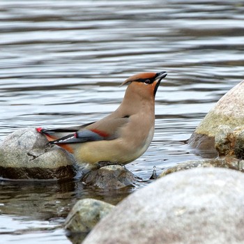 Japanese Waxwing 根尾川 Sat, 2/7/2015