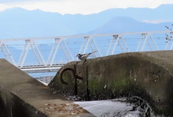 ハクセキレイ 多摩川二ヶ領宿河原堰 2023年11月11日(土)