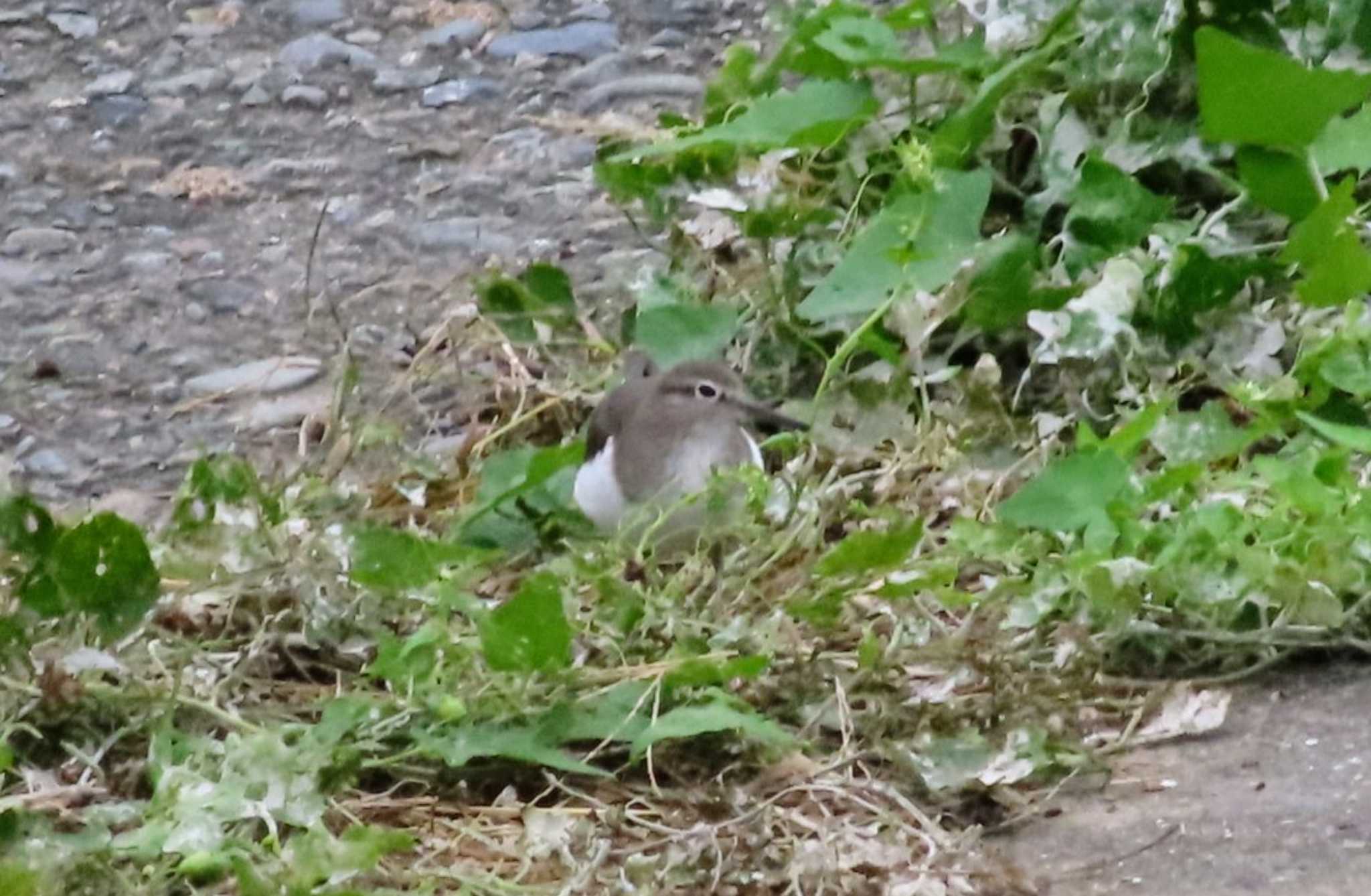 Common Sandpiper