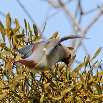 Japanese Waxwing 根尾川 Sat, 2/7/2015