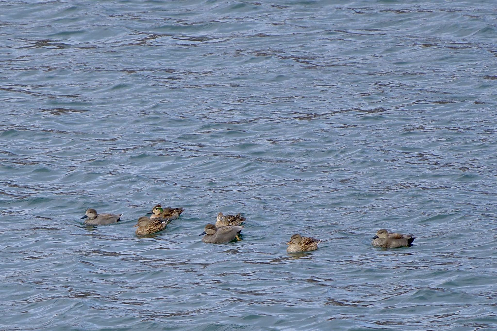 Gadwall