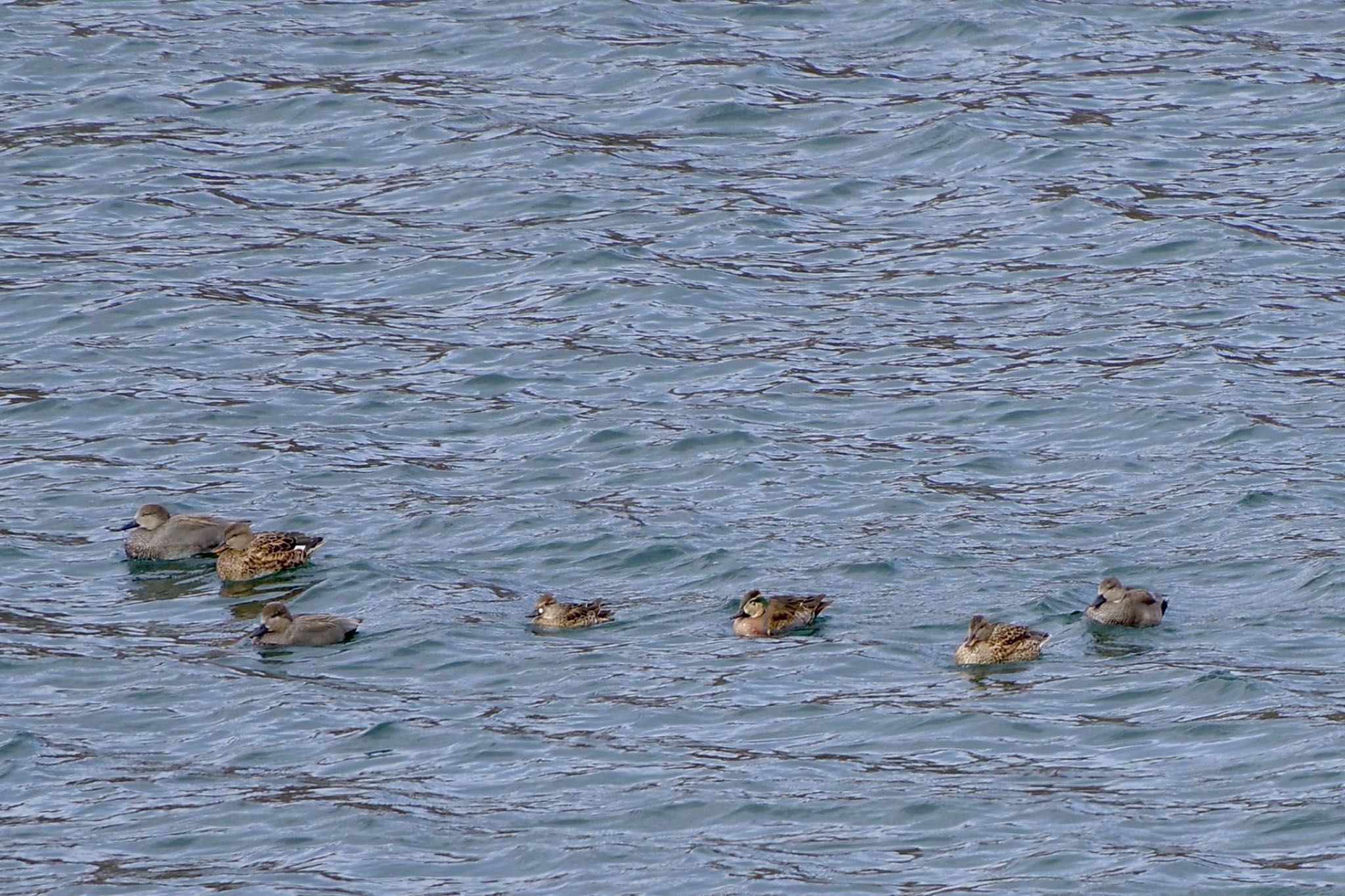 Baikal Teal