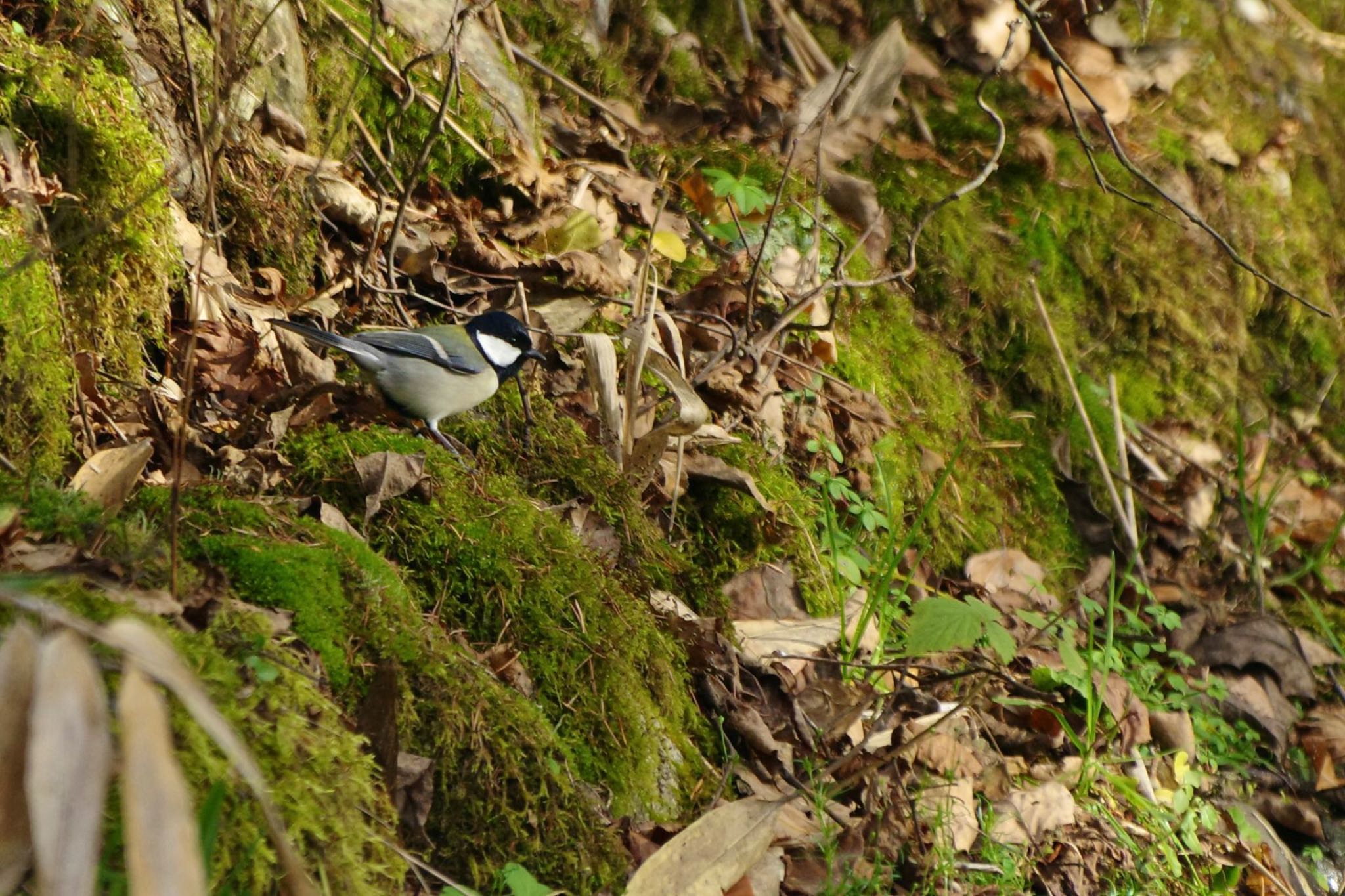 Japanese Tit