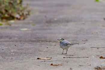 Sun, 11/12/2023 Birding report at 大菩薩湖