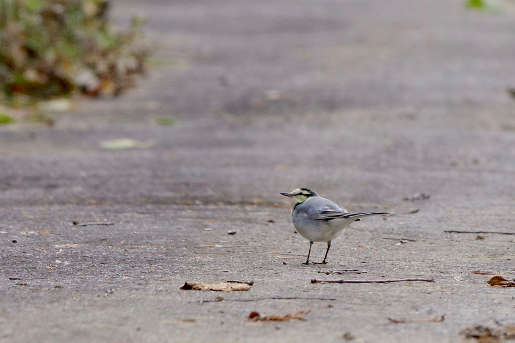 White Wagtail