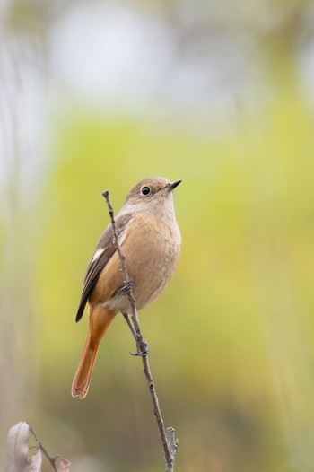 Daurian Redstart Kitamoto Nature Observation Park Sun, 11/5/2023