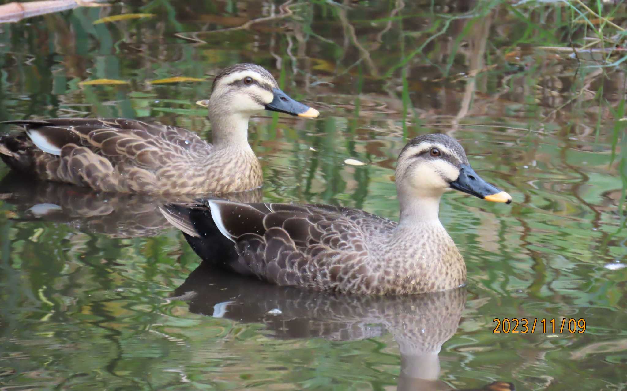 葛西臨海公園 カルガモの写真