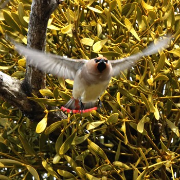 Japanese Waxwing 根尾川 Sat, 2/7/2015