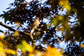 2023年11月2日(木) 伊奈ヶ湖の野鳥観察記録