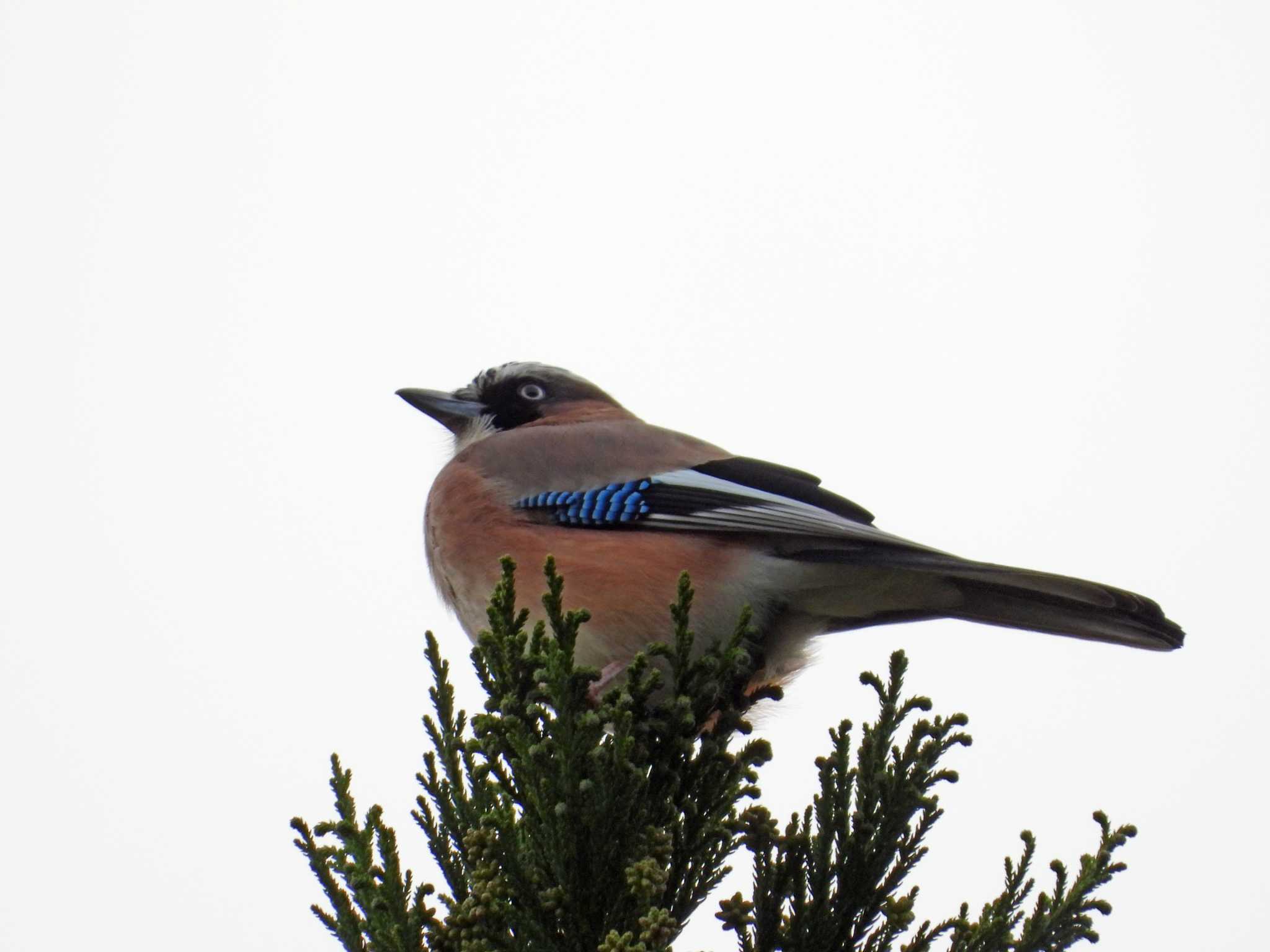 Photo of Eurasian Jay at 宮城蔵王 by くーちゃんねる