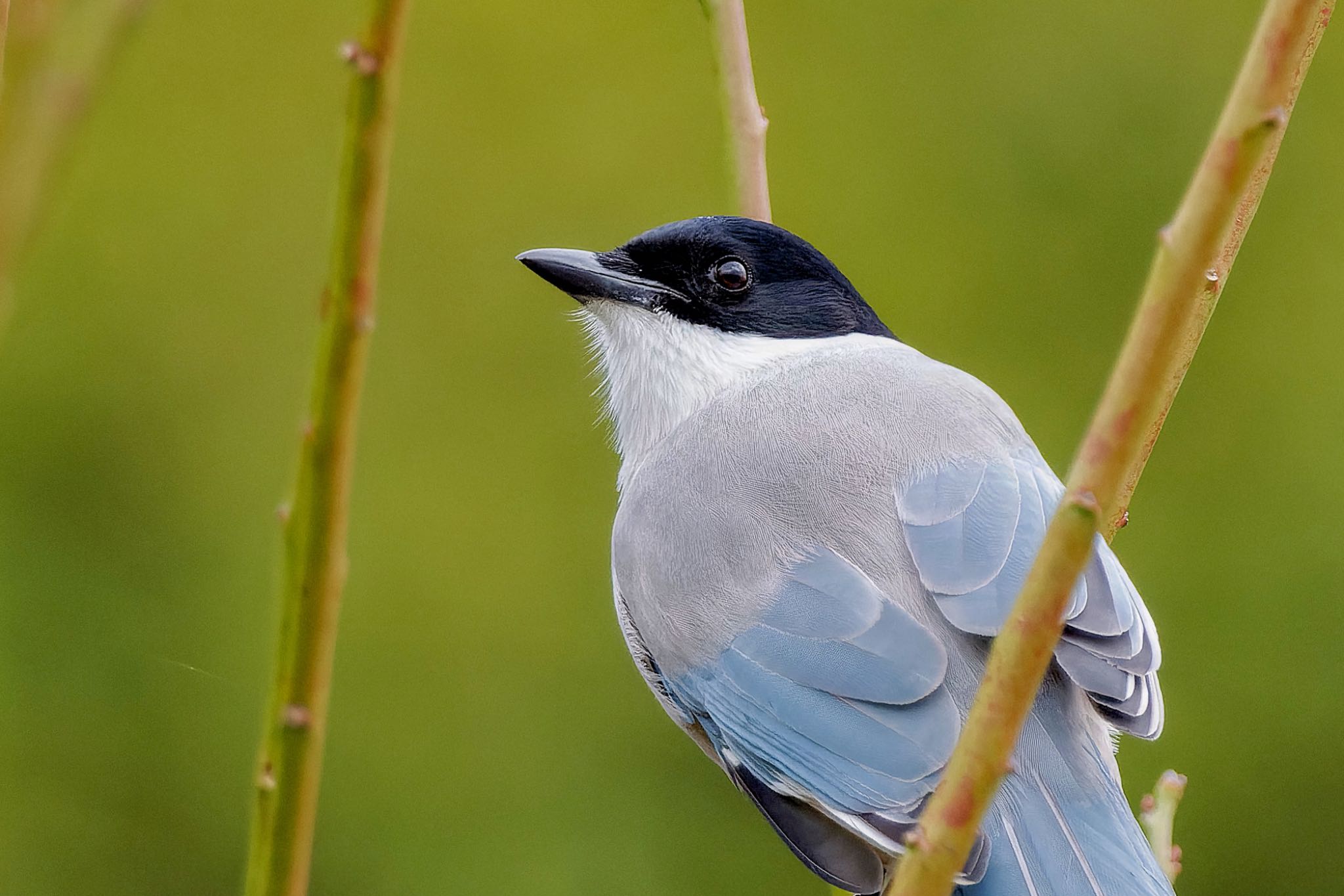 Azure-winged Magpie