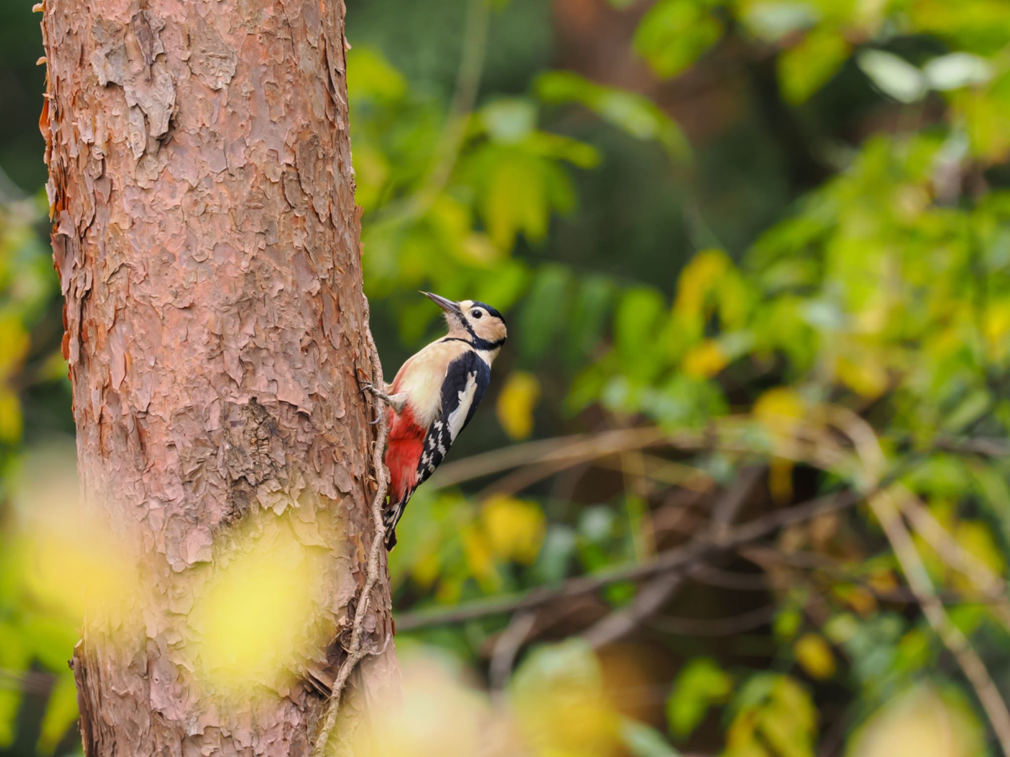 童里夢公園なかじま アカゲラの写真