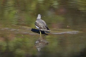 Green Sandpiper Hikarigaoka Park Sun, 11/17/2019