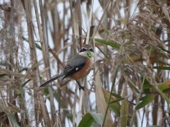 2023年11月11日(土) 手賀沼の野鳥観察記録