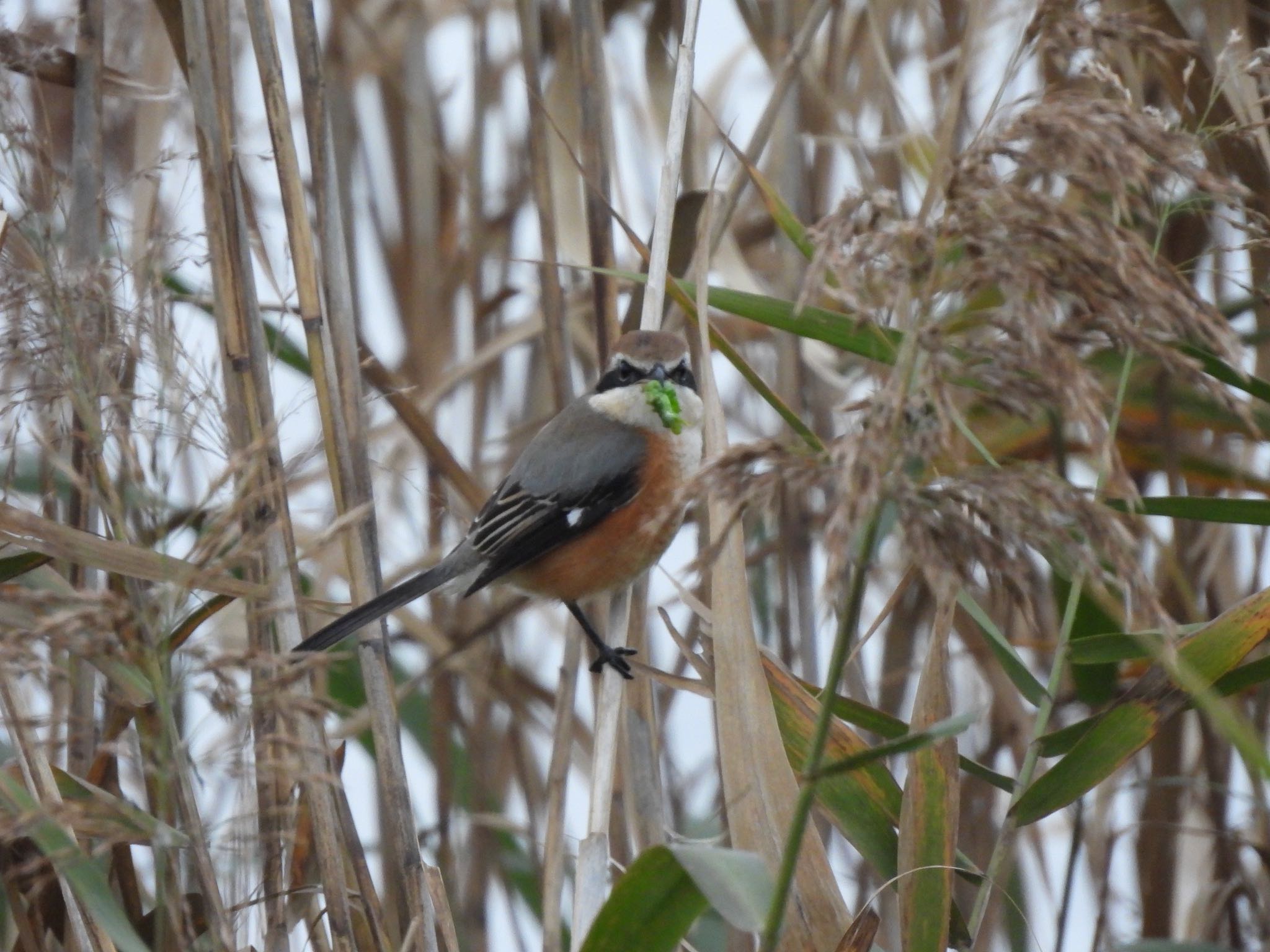 Photo of Bull-headed Shrike at Teganuma by amy