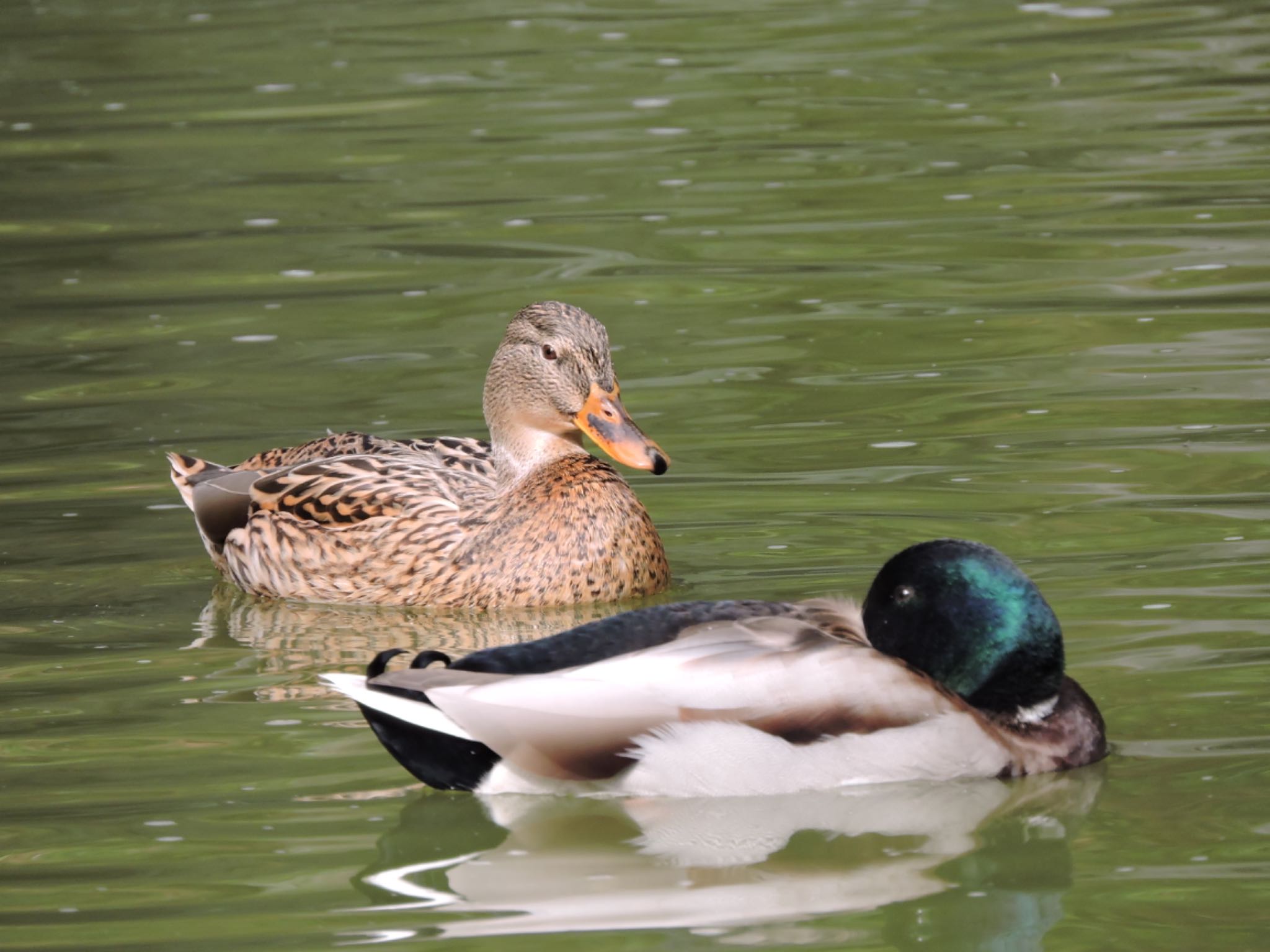 Photo of Mallard at Osaka Tsurumi Ryokuchi by 鉄腕よっしー