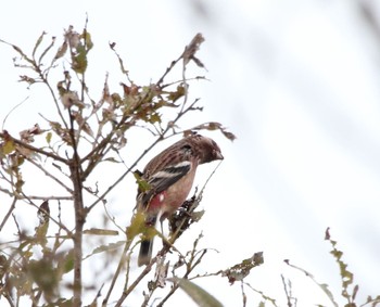 Siberian Long-tailed Rosefinch 滋賀県彦根市 Sun, 11/12/2023