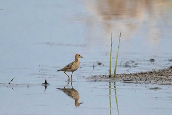 Buff-breasted Sandpiper