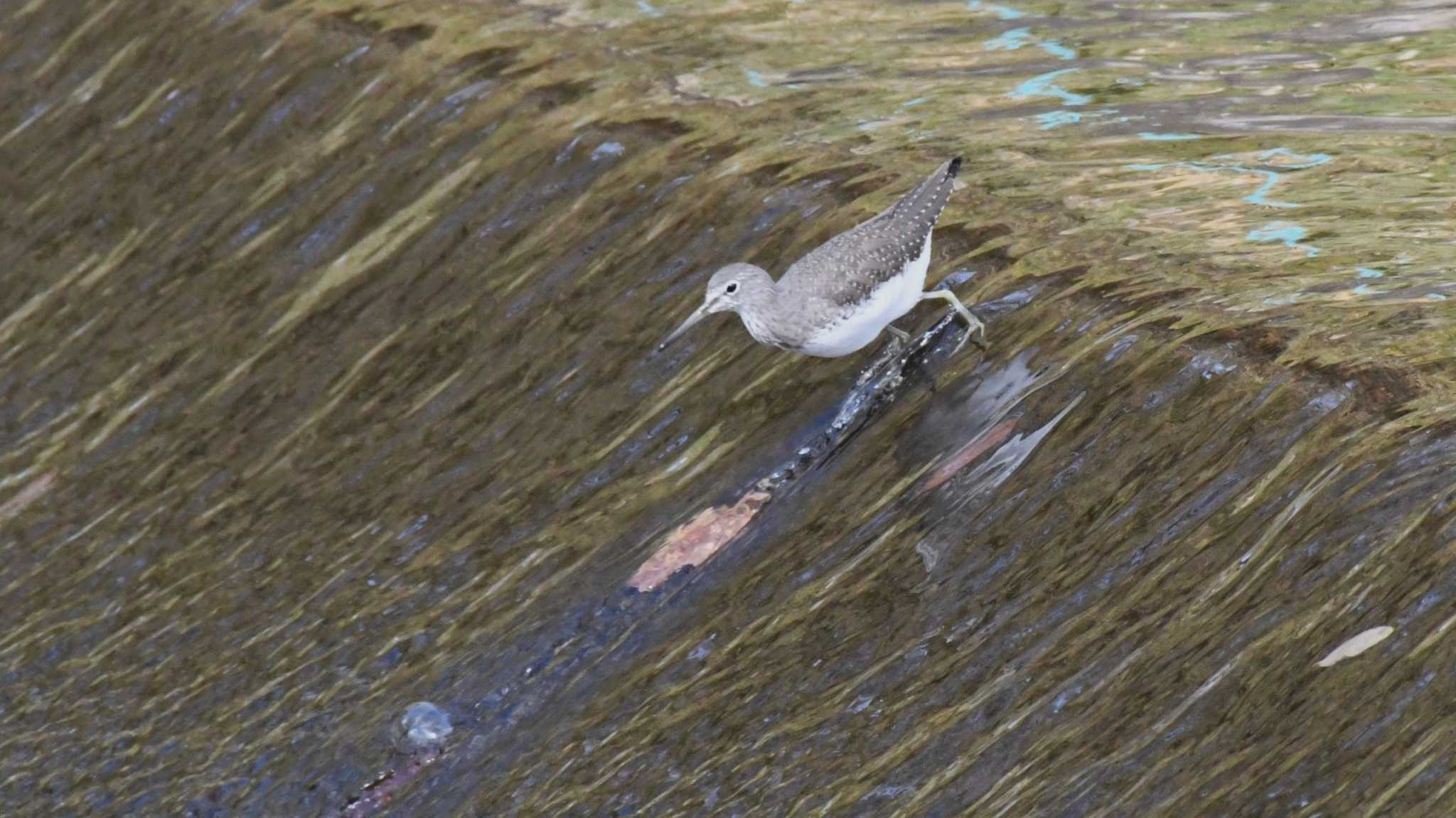 小諸発電所第一調整池(杉の木貯水池) クサシギの写真