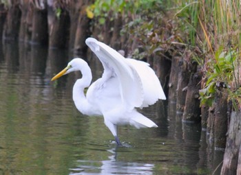 Great Egret 東京 Sun, 11/12/2023