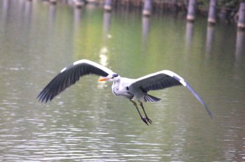 Grey Heron 東京 Sun, 11/12/2023