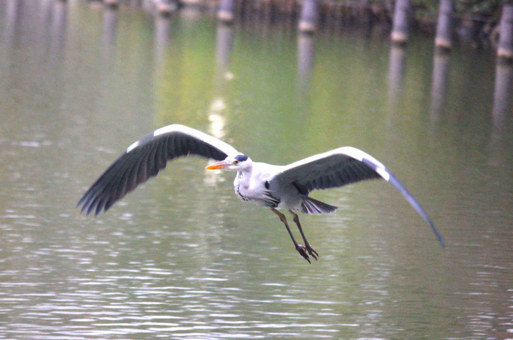 Photo of Grey Heron at 東京 by Sakura