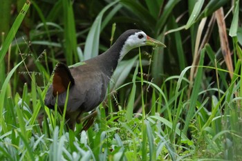 シロハラクイナ 台北植物園 2023年11月10日(金)