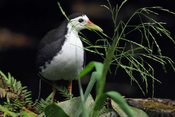 シロハラクイナ 台北植物園 2023年11月10日(金)